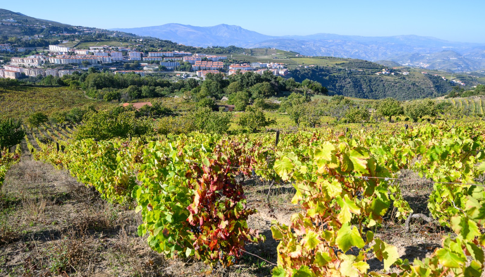 Quinta vinícola - para venda - Douro Valley _242049