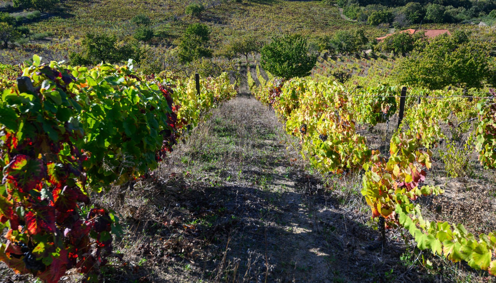 Quinta vinícola - para venda - Douro Valley _242050