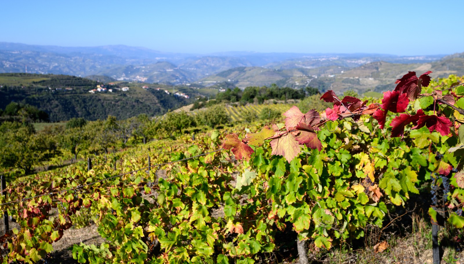 Quinta vinícola - para venda - Douro Valley _242051