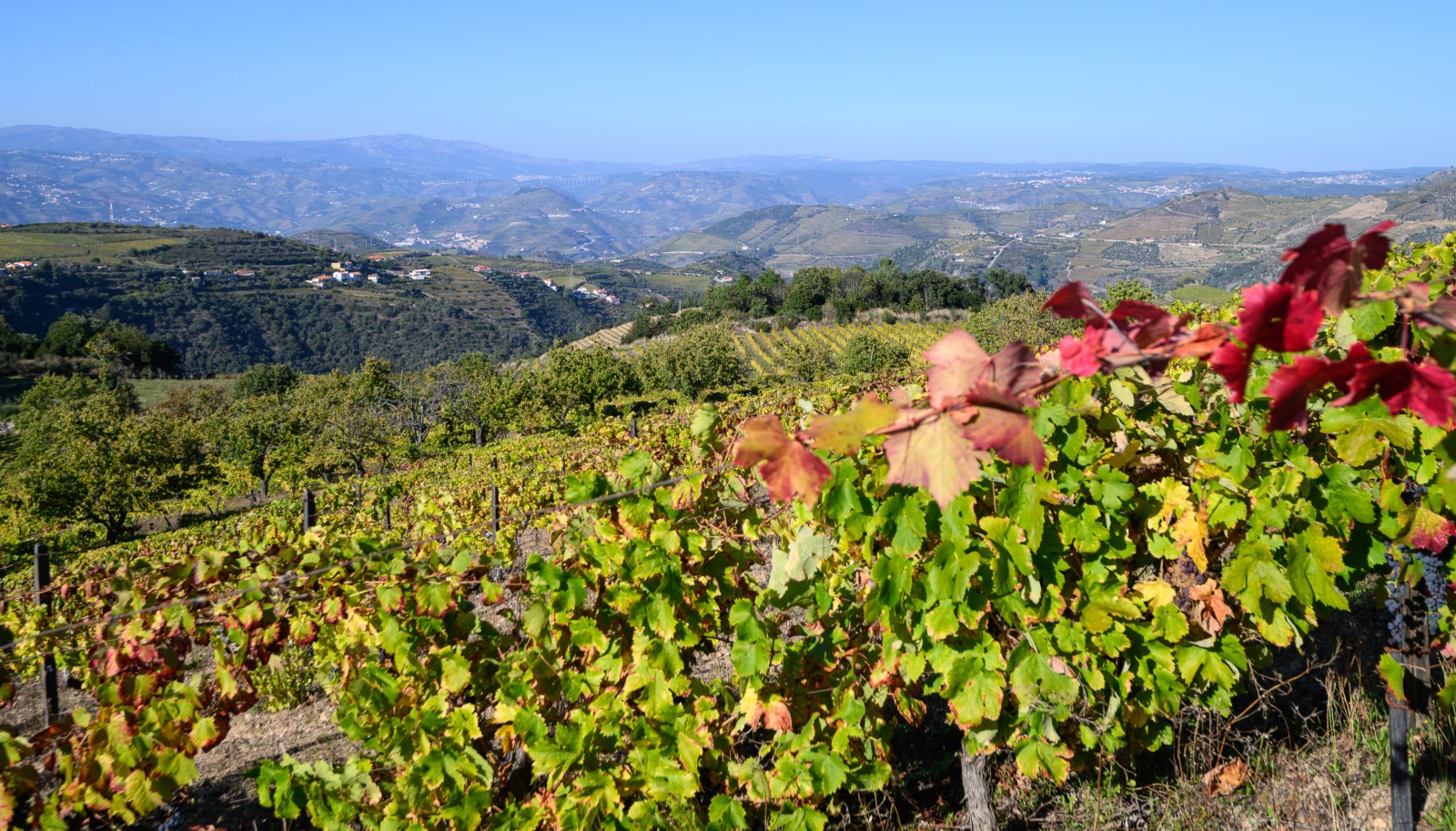 Quinta vinícola - para venda - Douro Valley _242052