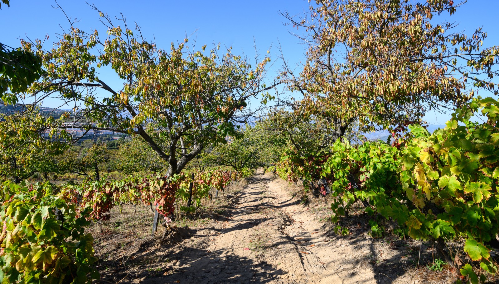 Quinta vinícola - para venda - Douro Valley _242054