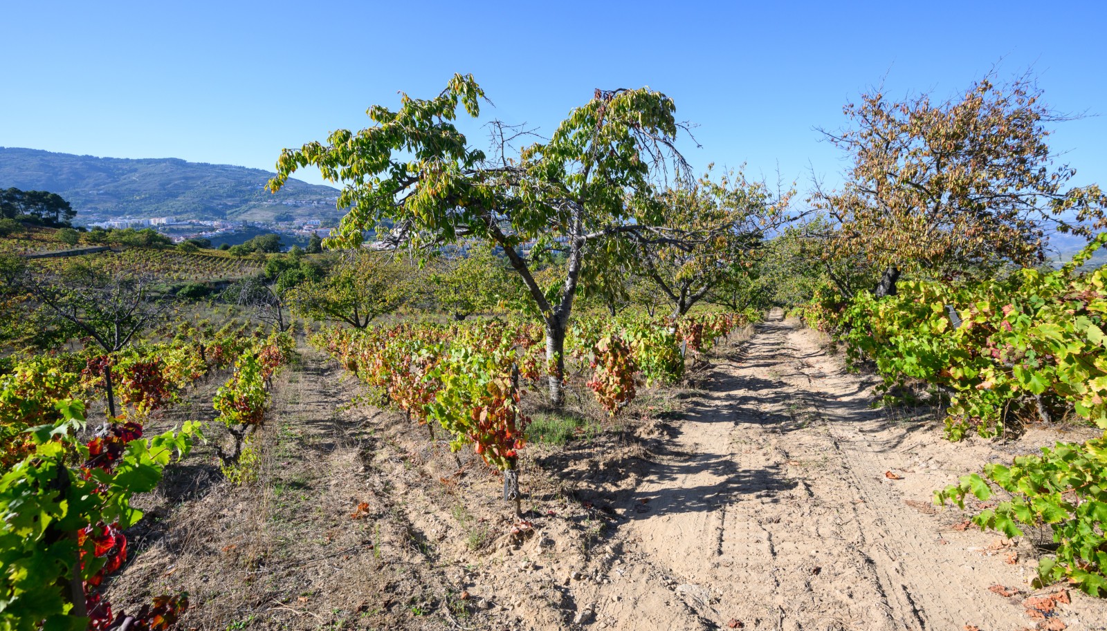 Quinta vinícola - para venda - Douro Valley _242058
