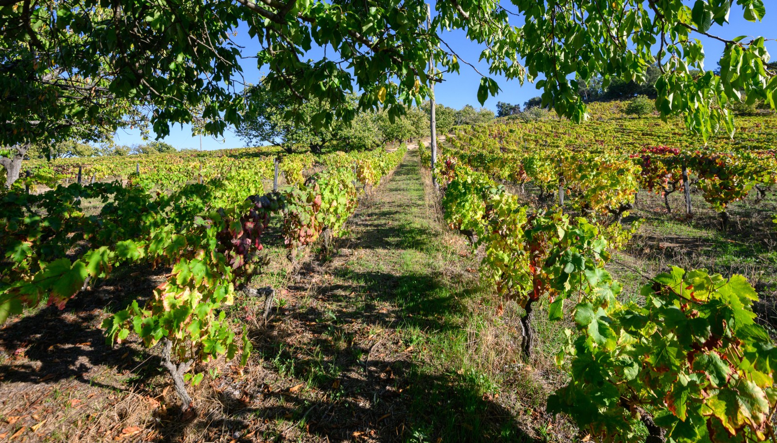 Quinta vinícola - para venda - Douro Valley _242067