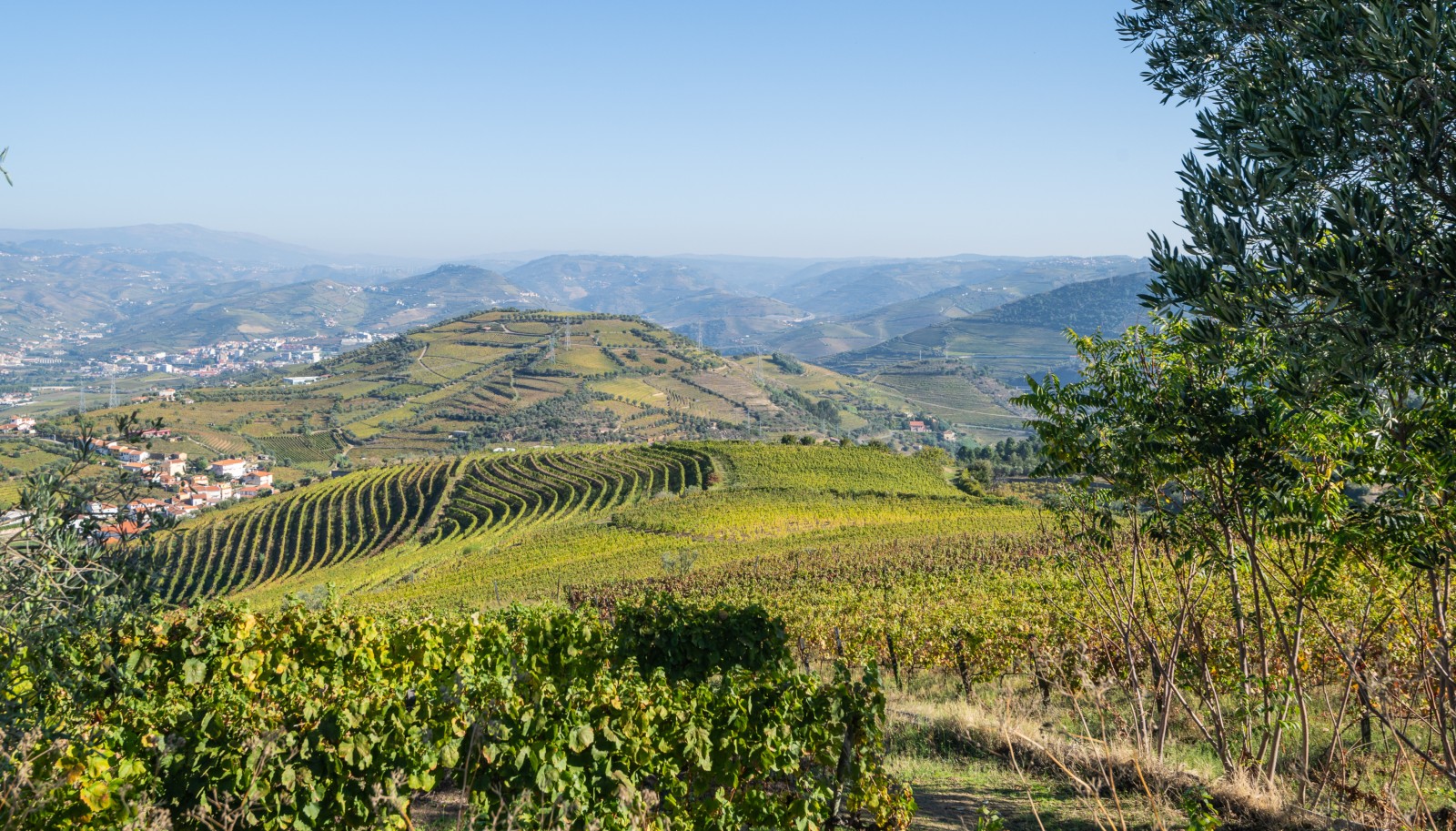 Weingut, zu verkaufen, in Cambres, Lamego, Douro Valley, Portugal_243050