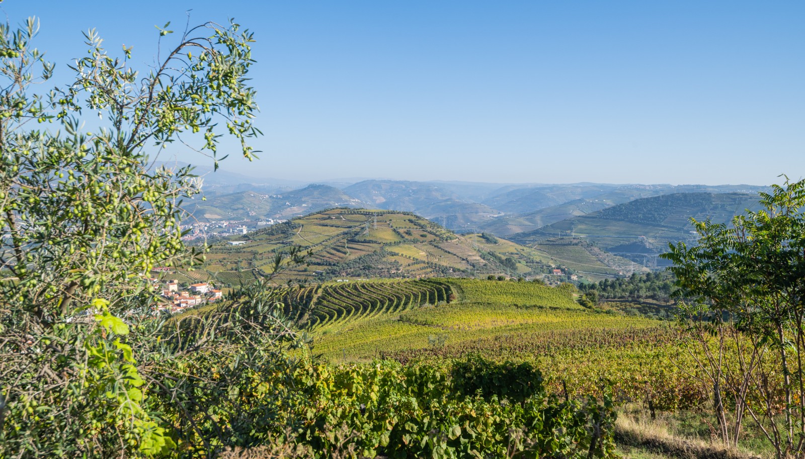 Weingut, zu verkaufen, in Cambres, Lamego, Douro Valley, Portugal_243051