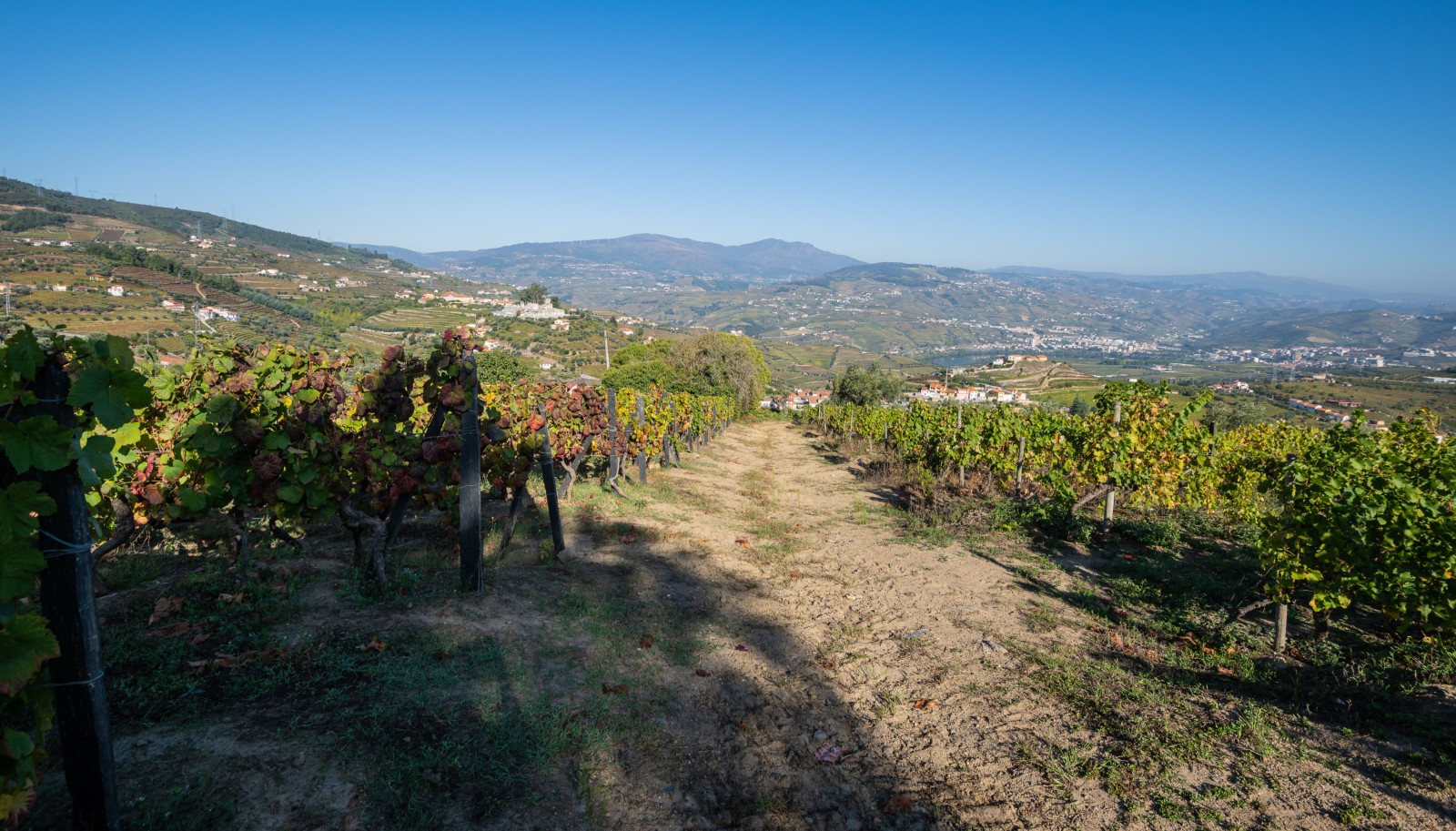 Quinta Vinícola, para venda, em Cambres, Lamego, Douro Valley_243055