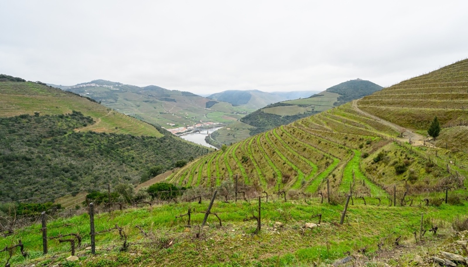 Domaine viticole avec vue sur la rivière, à vendre, à Pinhão, vallée du Douro, Portugal_252025