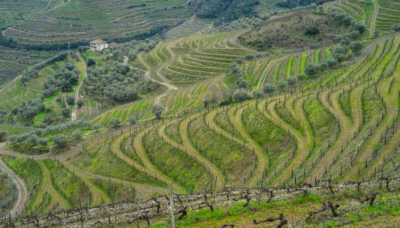 Vineyard for sale in  Douro Wine Demarcated Region, Douro Valley, Portugal_257132