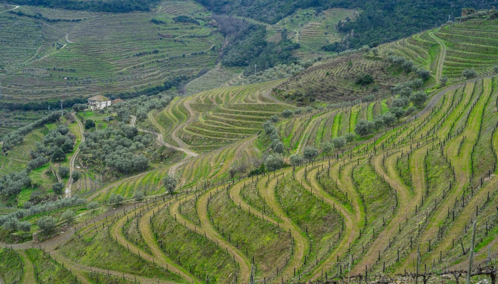 Vineyard for sale in  Douro Wine Demarcated Region, Douro Valley, Portugal_257133