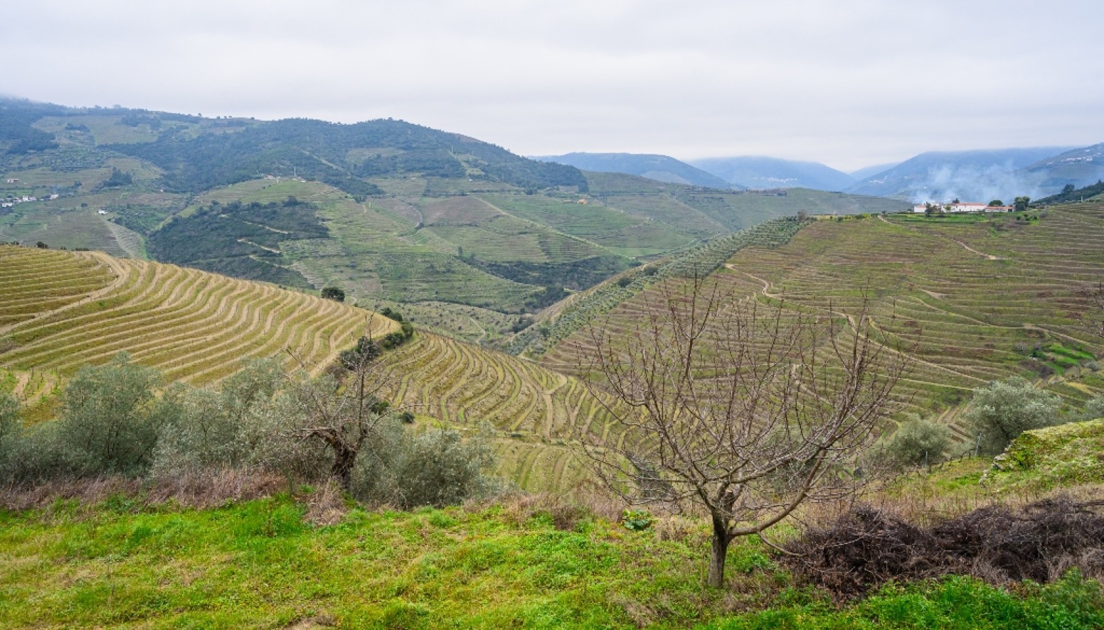 Vineyard for sale in  Douro Wine Demarcated Region, Douro Valley, Portugal_257144