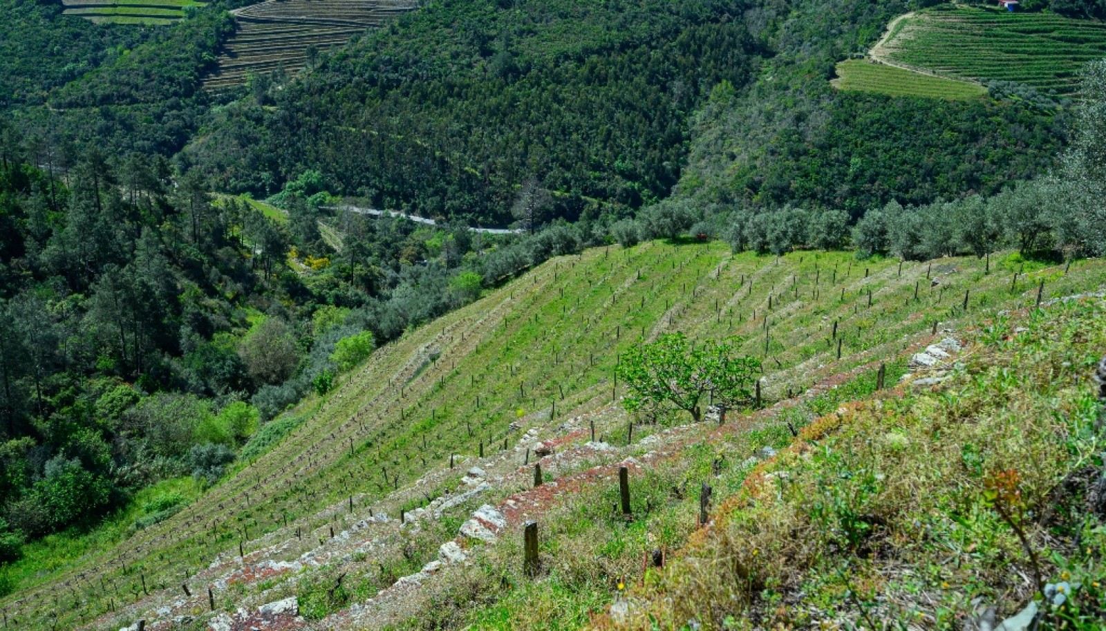 Wine estate for sale in Alto Douro Vinhateiro, Douro Valley, Portugal_260853