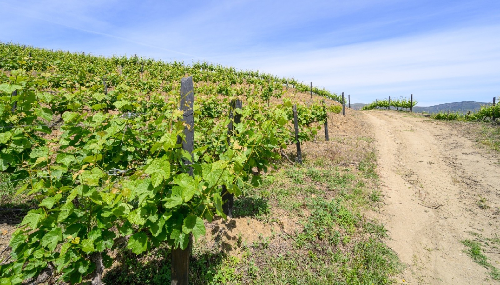 Propriété viticole, à vendre, Douro Valley, Vila Nova Foz Coa, Portugal_263295
