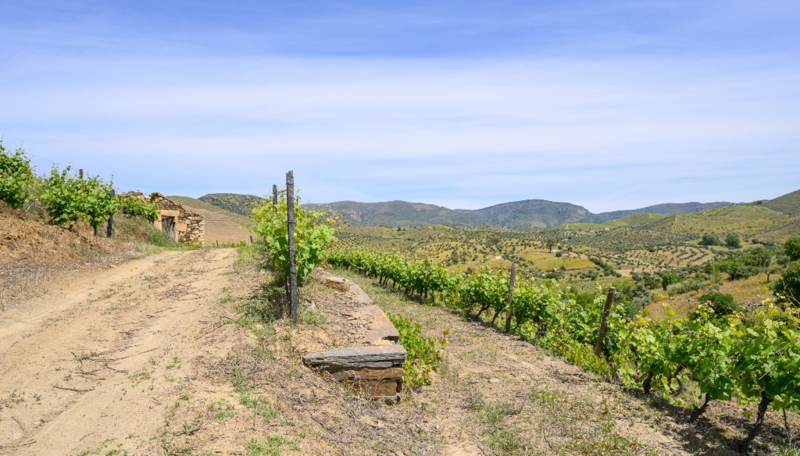 Quinta vinícola, à venda, Douro Valley, Vila Nova de Foz Coa_263299