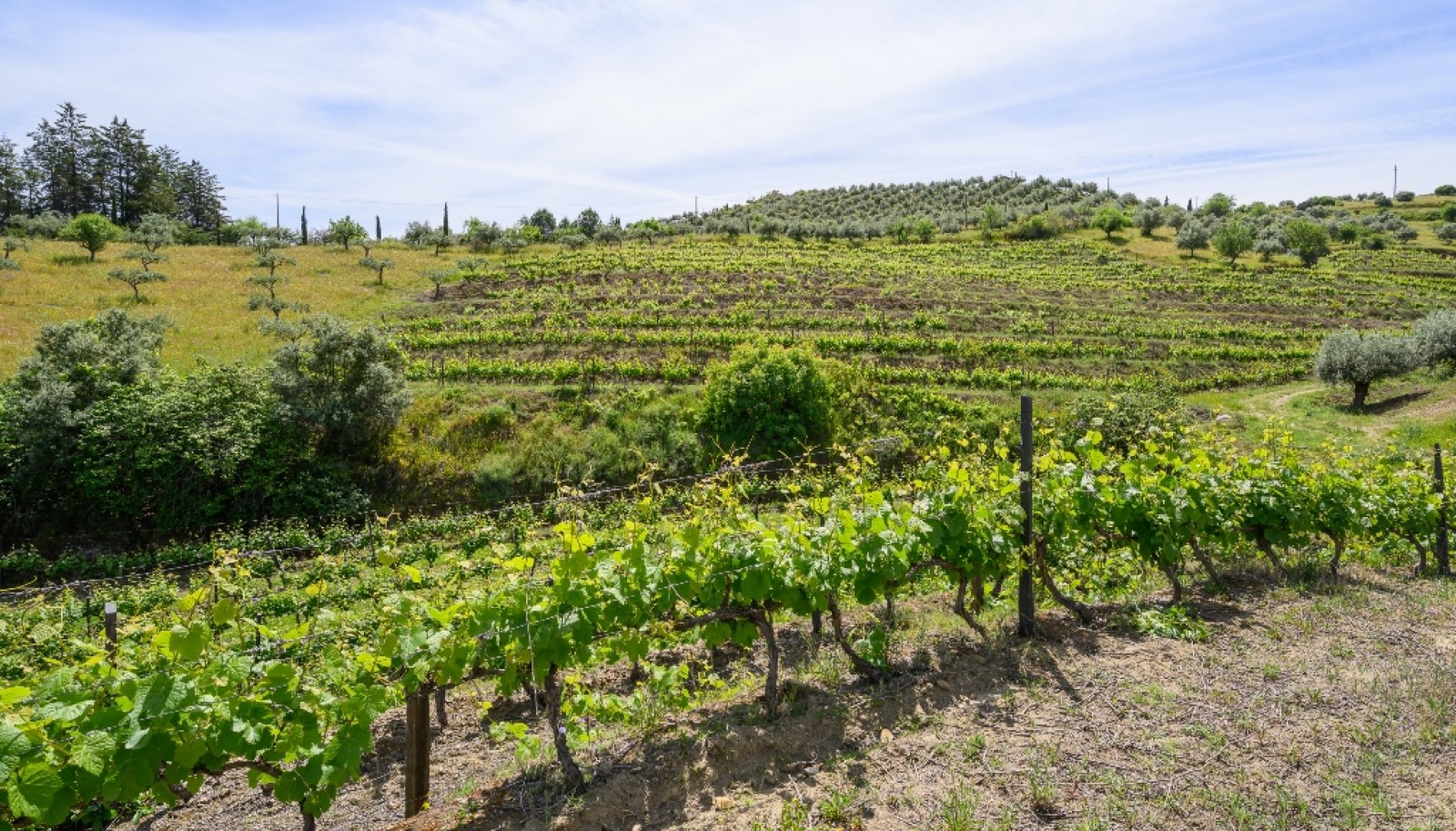 Quinta vinícola, à venda, Douro Valley, Vila Nova de Foz Coa_263300