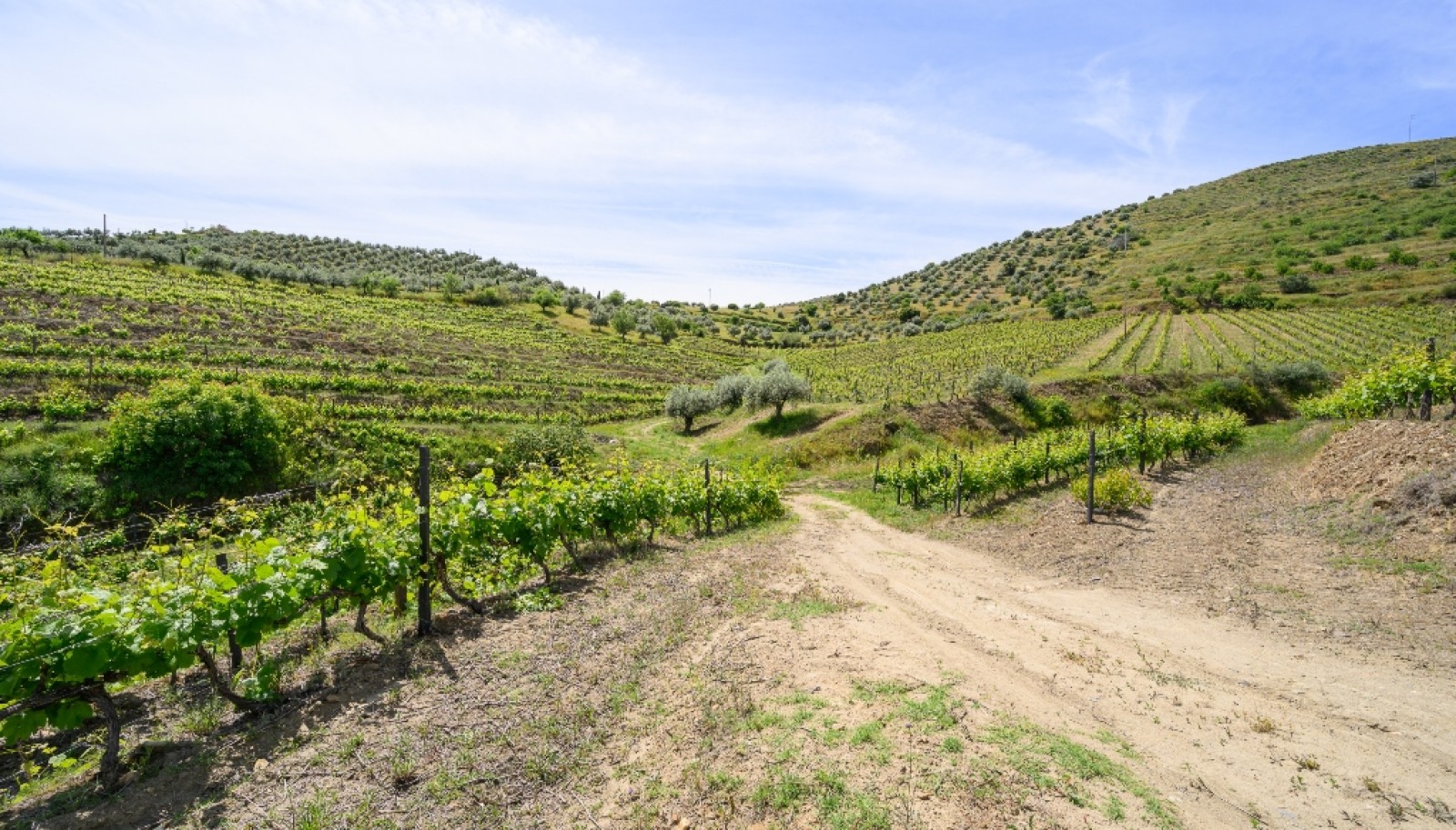 Quinta vinícola, à venda, Douro Valley, Vila Nova de Foz Coa_263301