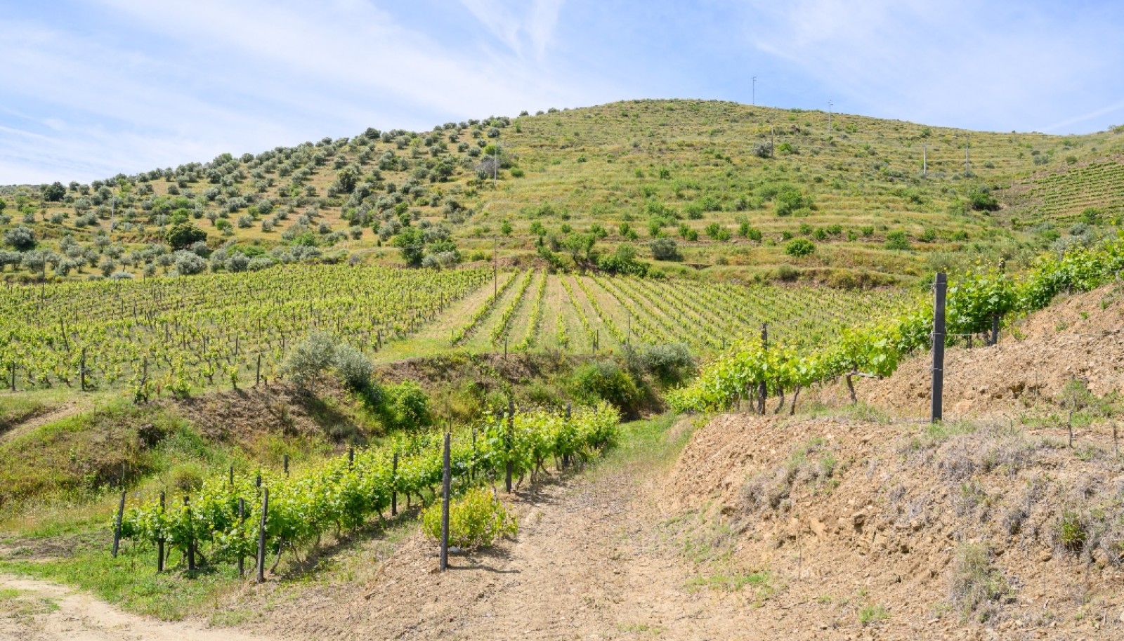 Propriété viticole, à vendre, Douro Valley, Vila Nova Foz Coa, Portugal_263303