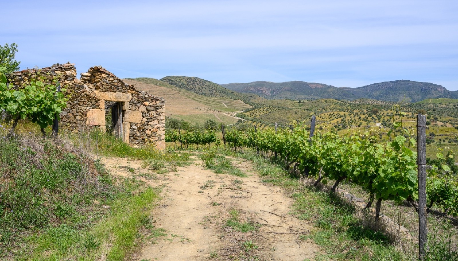 Quinta vinícola, à venda, Douro Valley, Vila Nova de Foz Coa_263305
