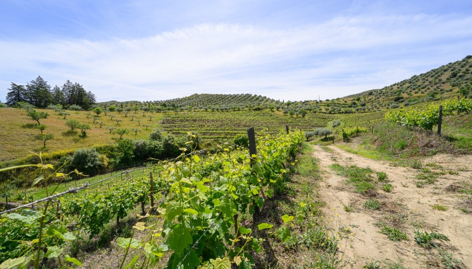 Propriété viticole, à vendre, Douro Valley, Vila Nova Foz Coa, Portugal_263309
