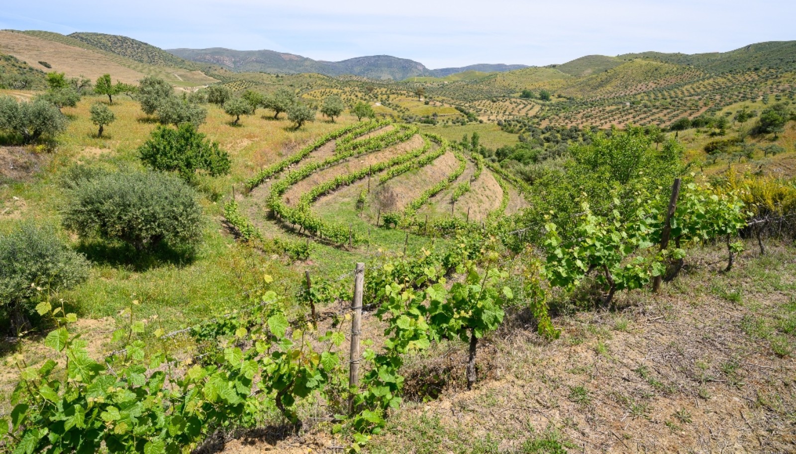 Quinta vinícola, à venda, Douro Valley, Vila Nova de Foz Coa_263312