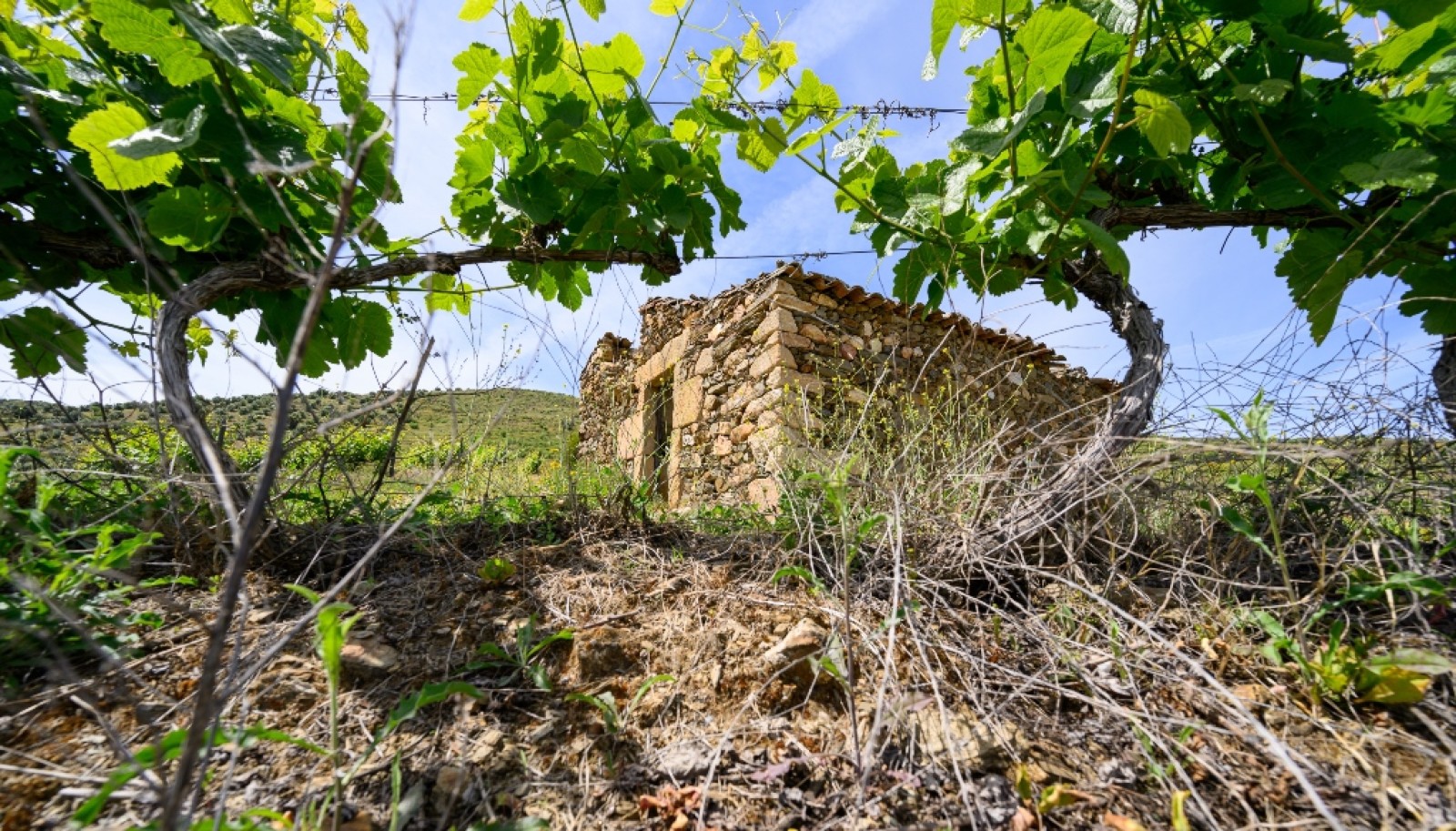 Quinta vinícola, à venda, Douro Valley, Vila Nova de Foz Coa_263313