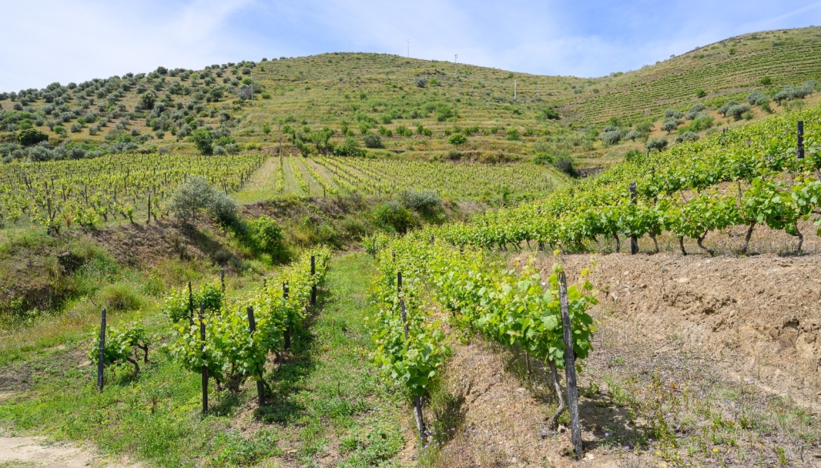 Propriété viticole, à vendre, Douro Valley, Vila Nova Foz Coa, Portugal_263315
