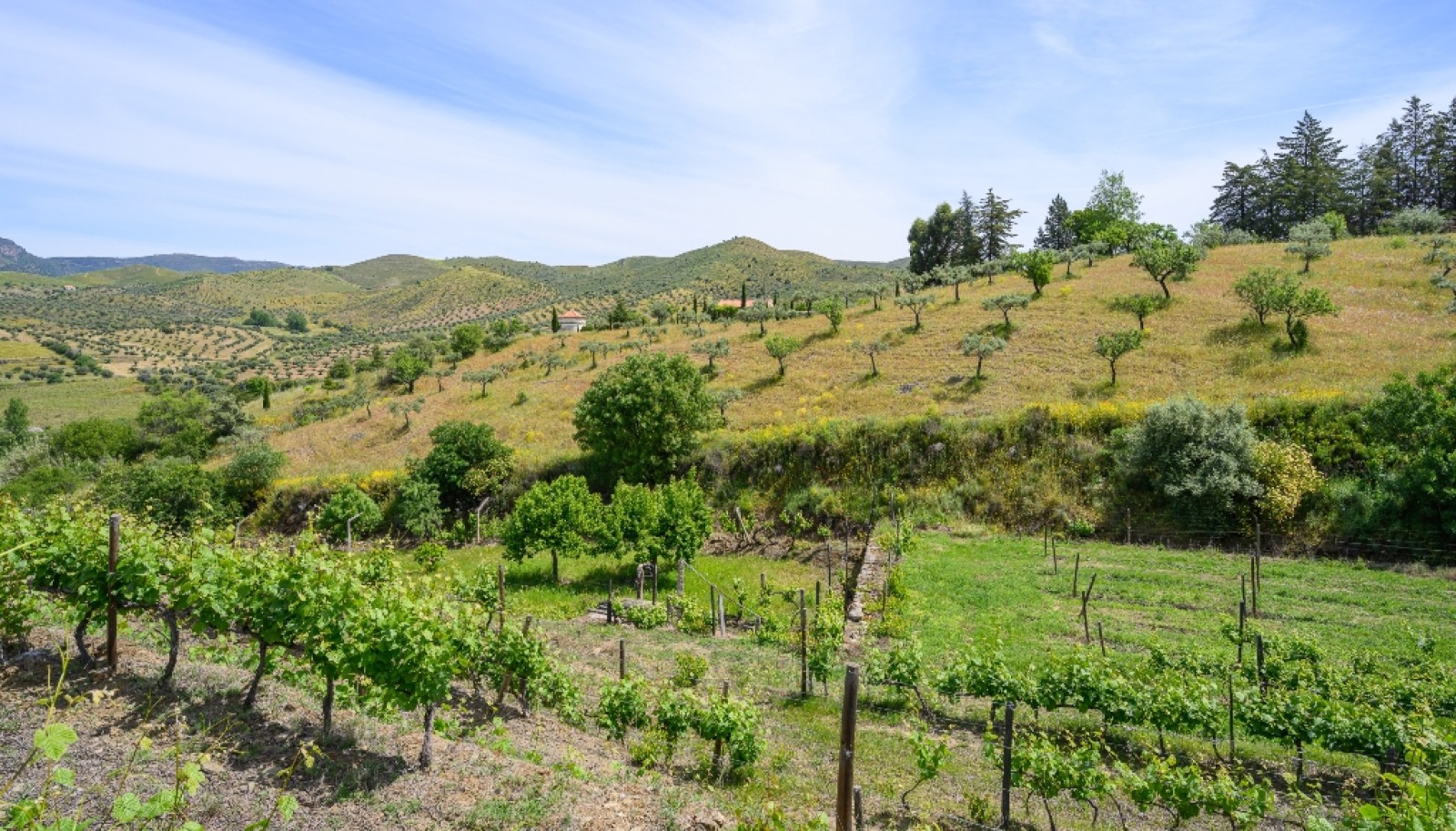 Quinta vinícola, à venda, Douro Valley, Vila Nova de Foz Coa_263316
