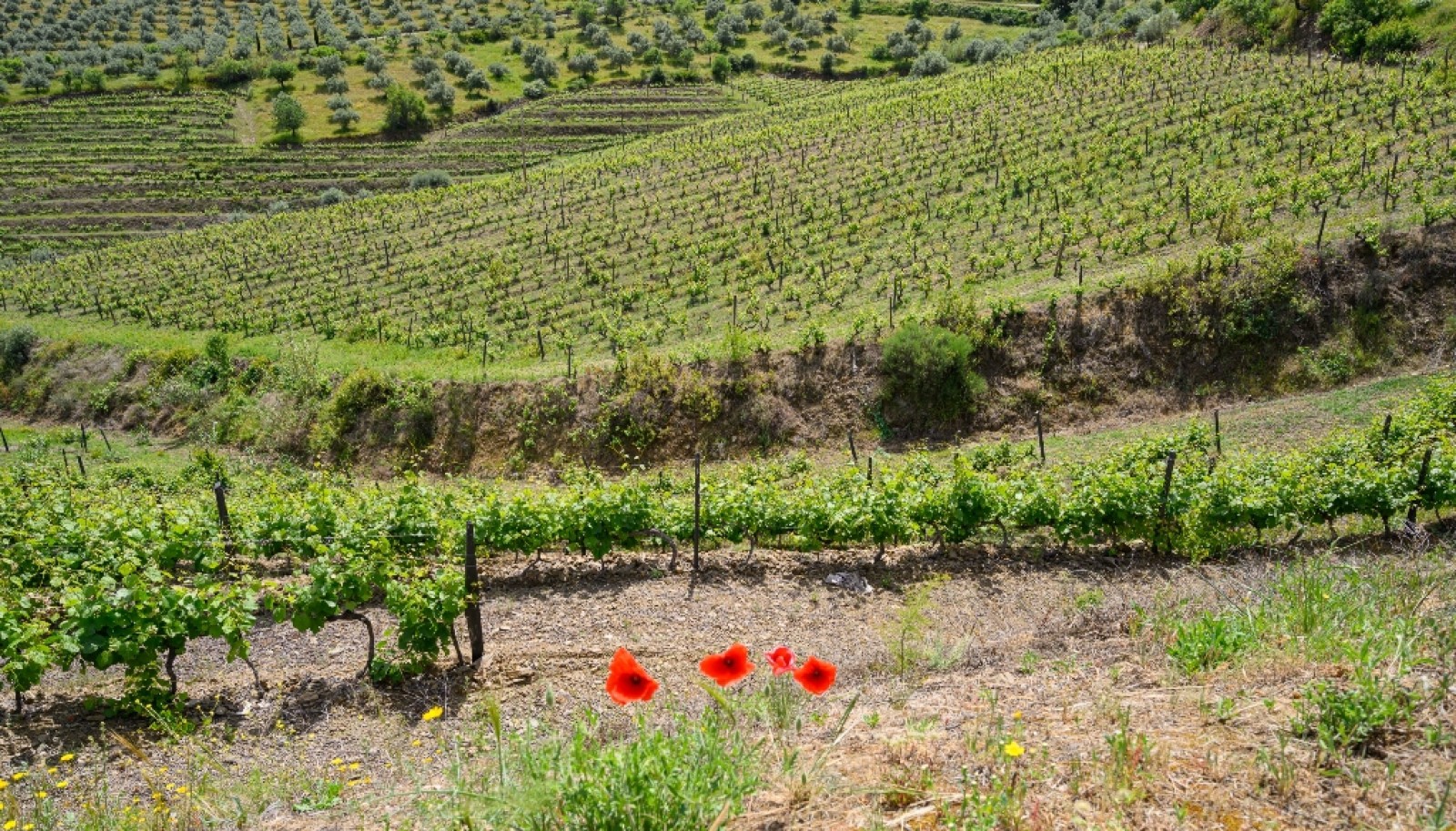 Propriété viticole, à vendre, Douro Valley, Vila Nova Foz Coa, Portugal_263318