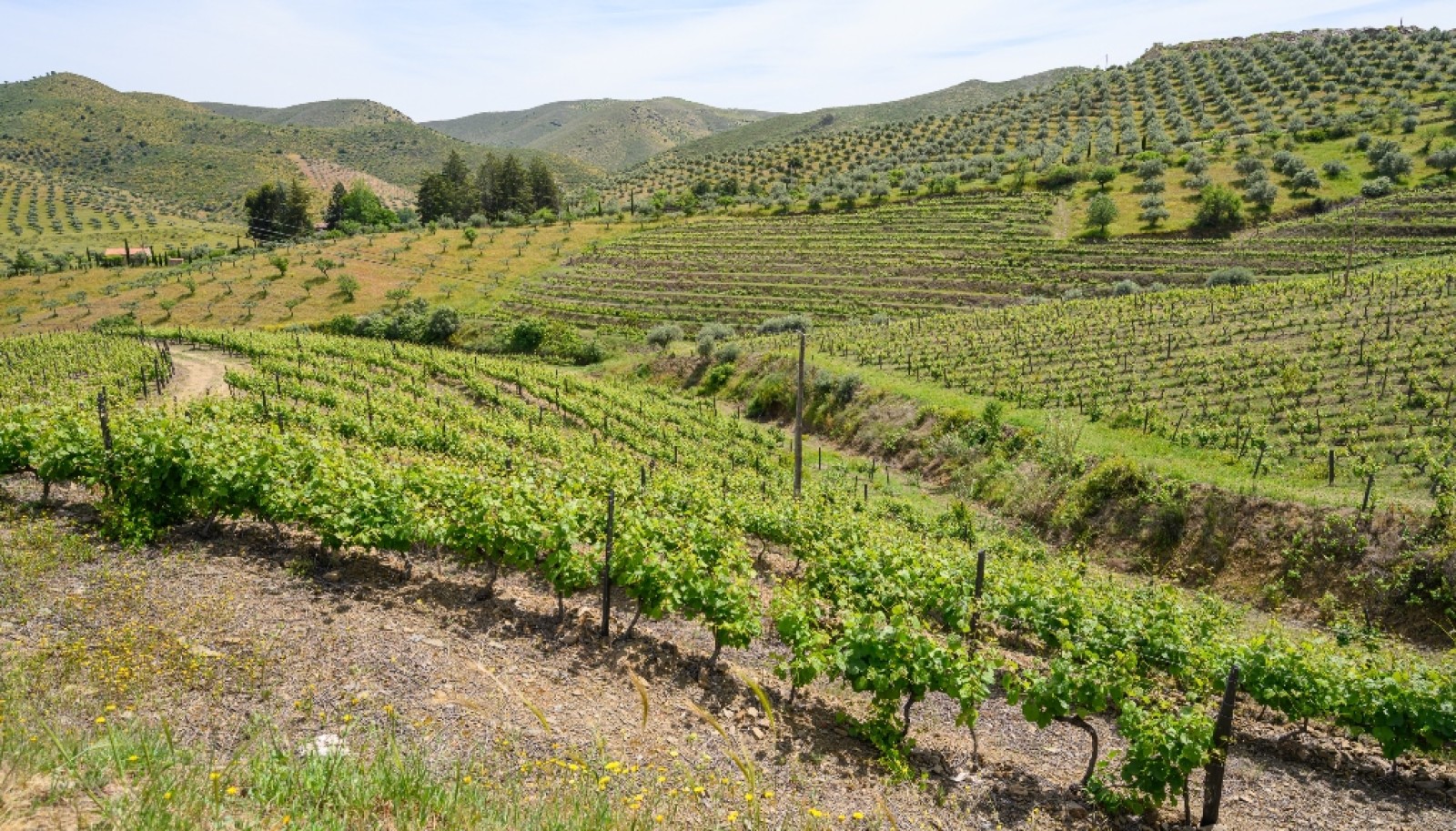 Propriété viticole, à vendre, Douro Valley, Vila Nova Foz Coa, Portugal_263319