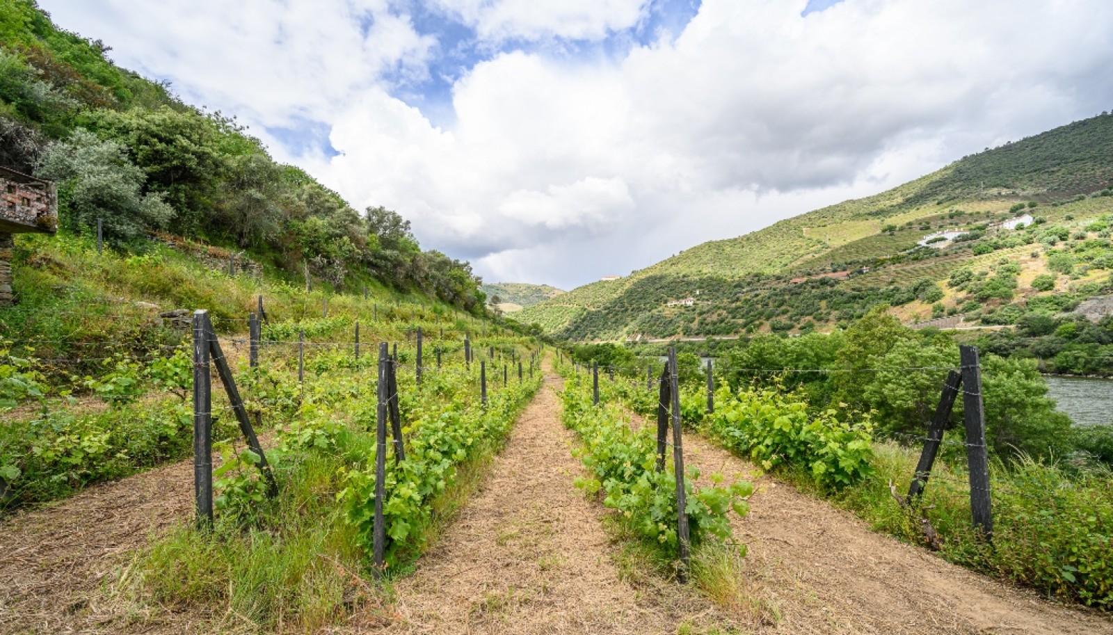 Domaine viticole à vendre dans Région Délimitée du Douro, Portugal_264290