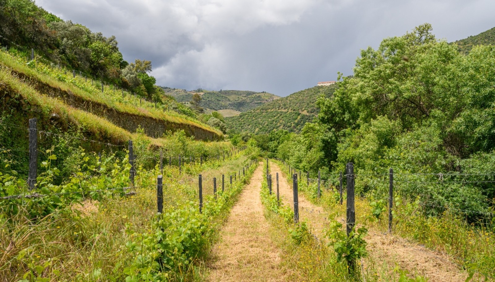 Domaine viticole à vendre dans Région Délimitée du Douro, Portugal_264301