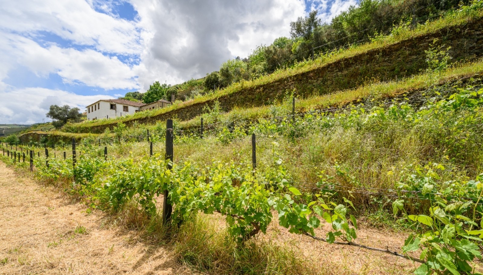 Domaine viticole à vendre dans Région Délimitée du Douro, Portugal_264306