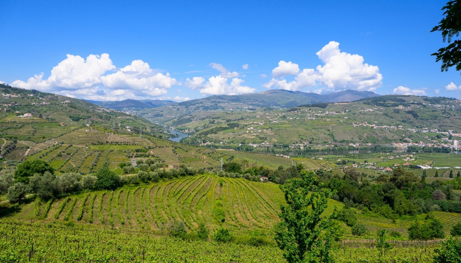 Wine Estate for sale in the Douro Valley in Cambres, Lamego, Portugal_323533