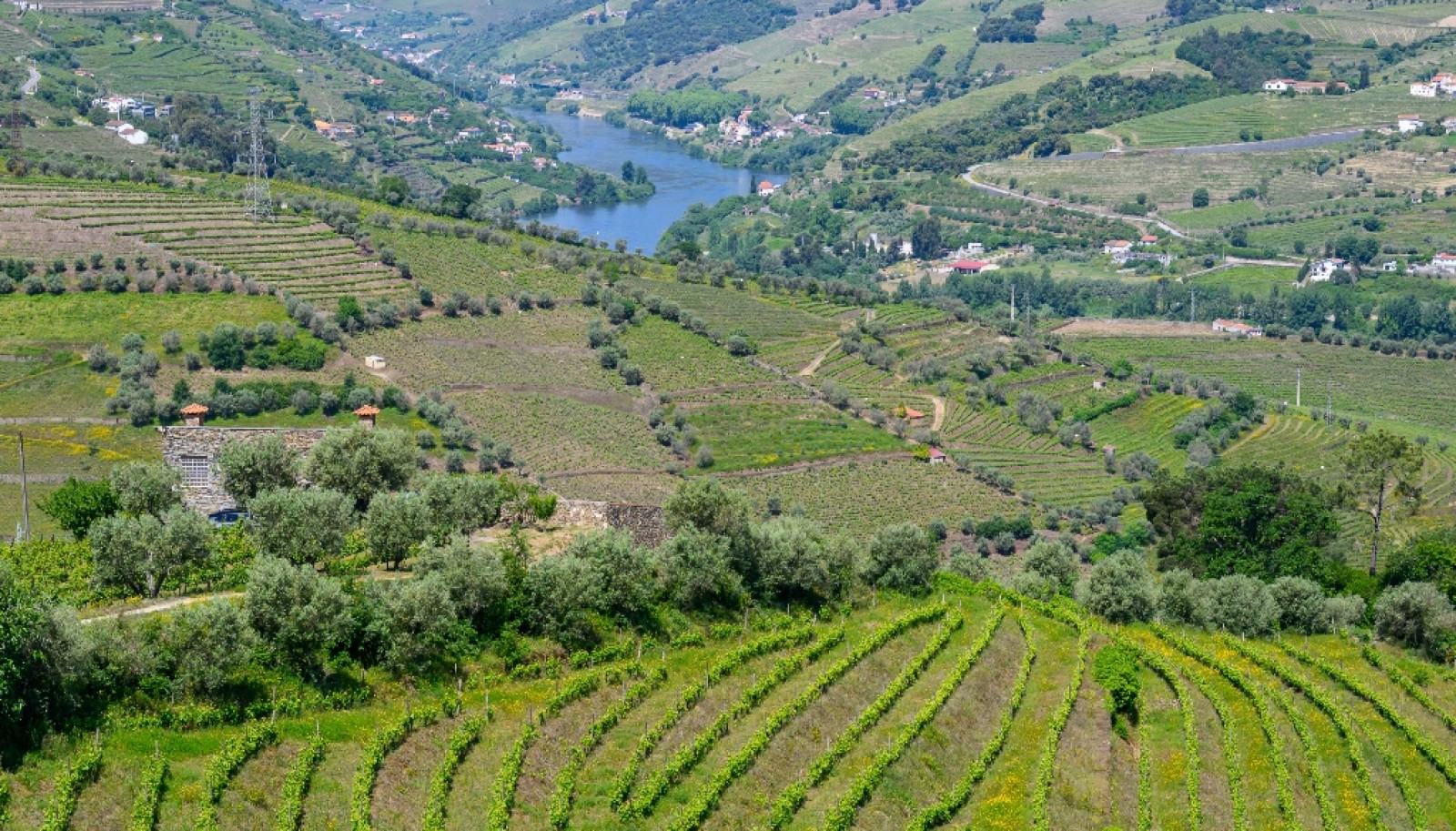 Wine Estate for sale in the Douro Valley in Cambres, Lamego, Portugal_323535