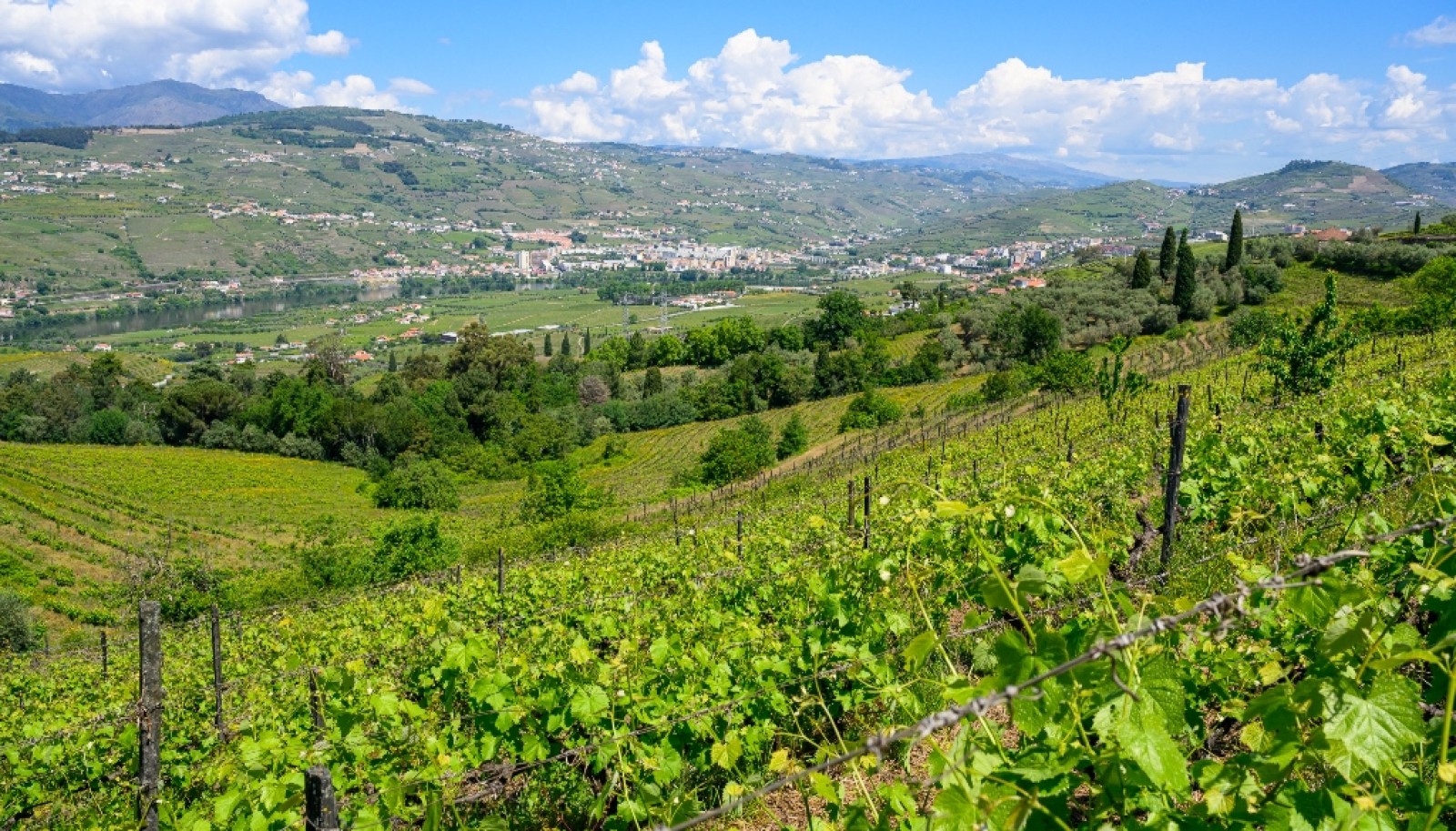 Wine Estate for sale in the Douro Valley in Cambres, Lamego, Portugal_323544