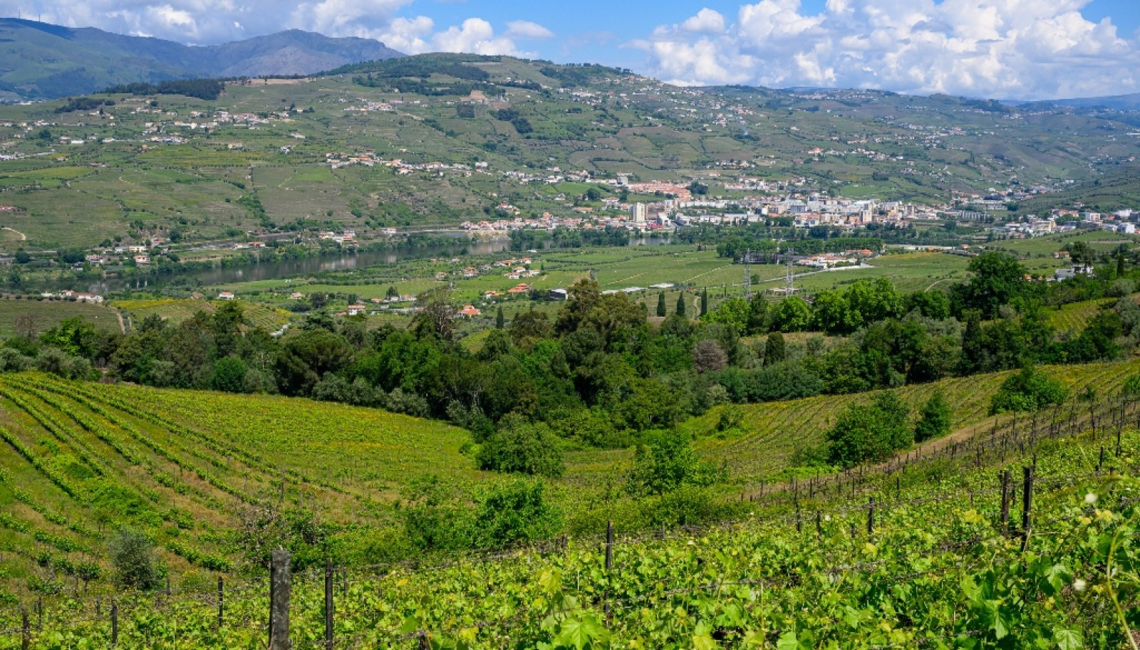 Wine Estate for sale in the Douro Valley in Cambres, Lamego, Portugal_323546