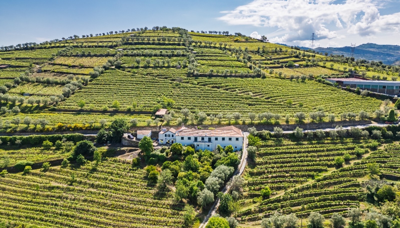 Wine Estate for sale in the Douro Valley in Cambres, Lamego, Portugal_323599
