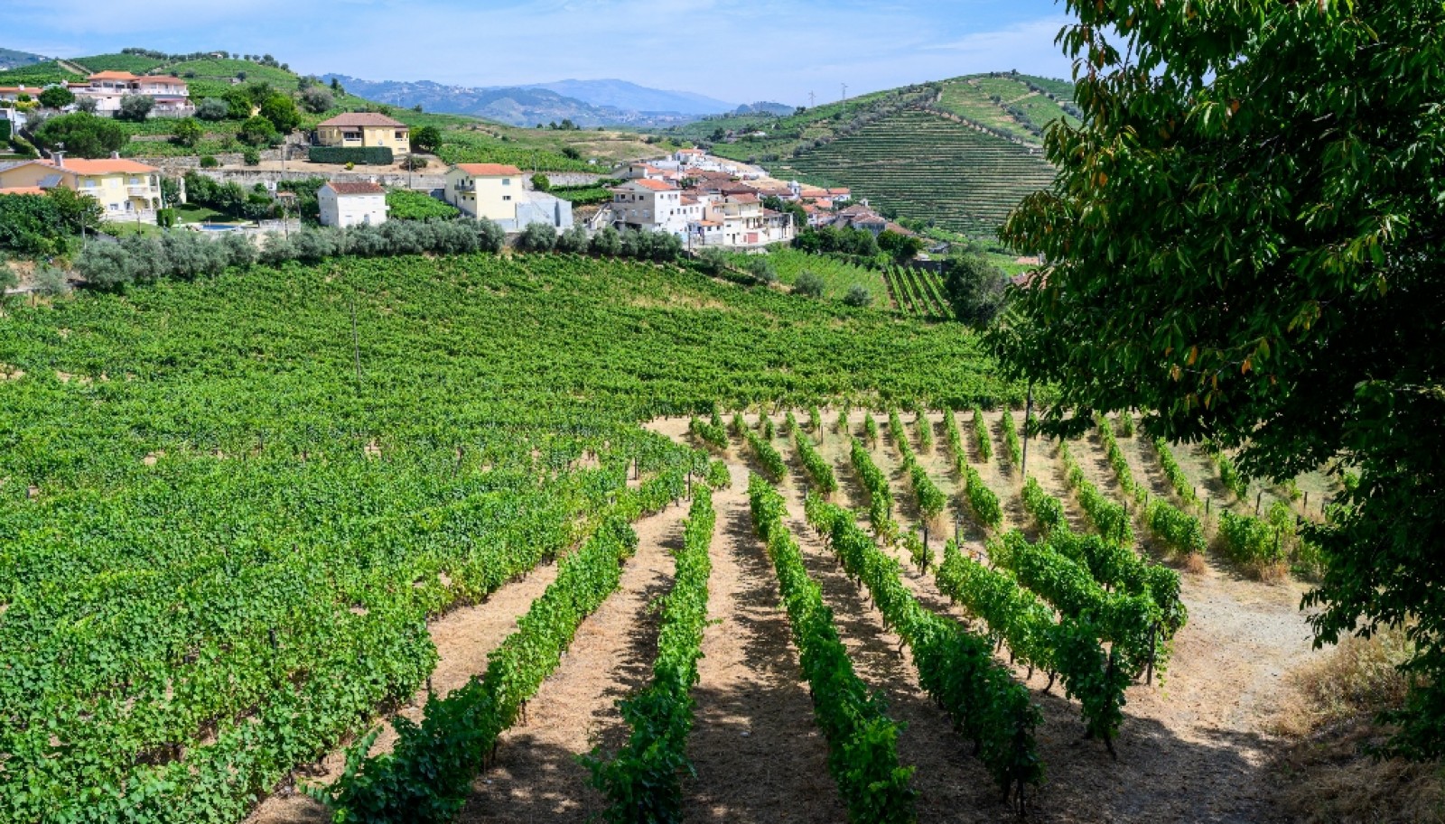 Quinta do Eidinho, a wine treasure in the heart of the Douro, Portugal_335581