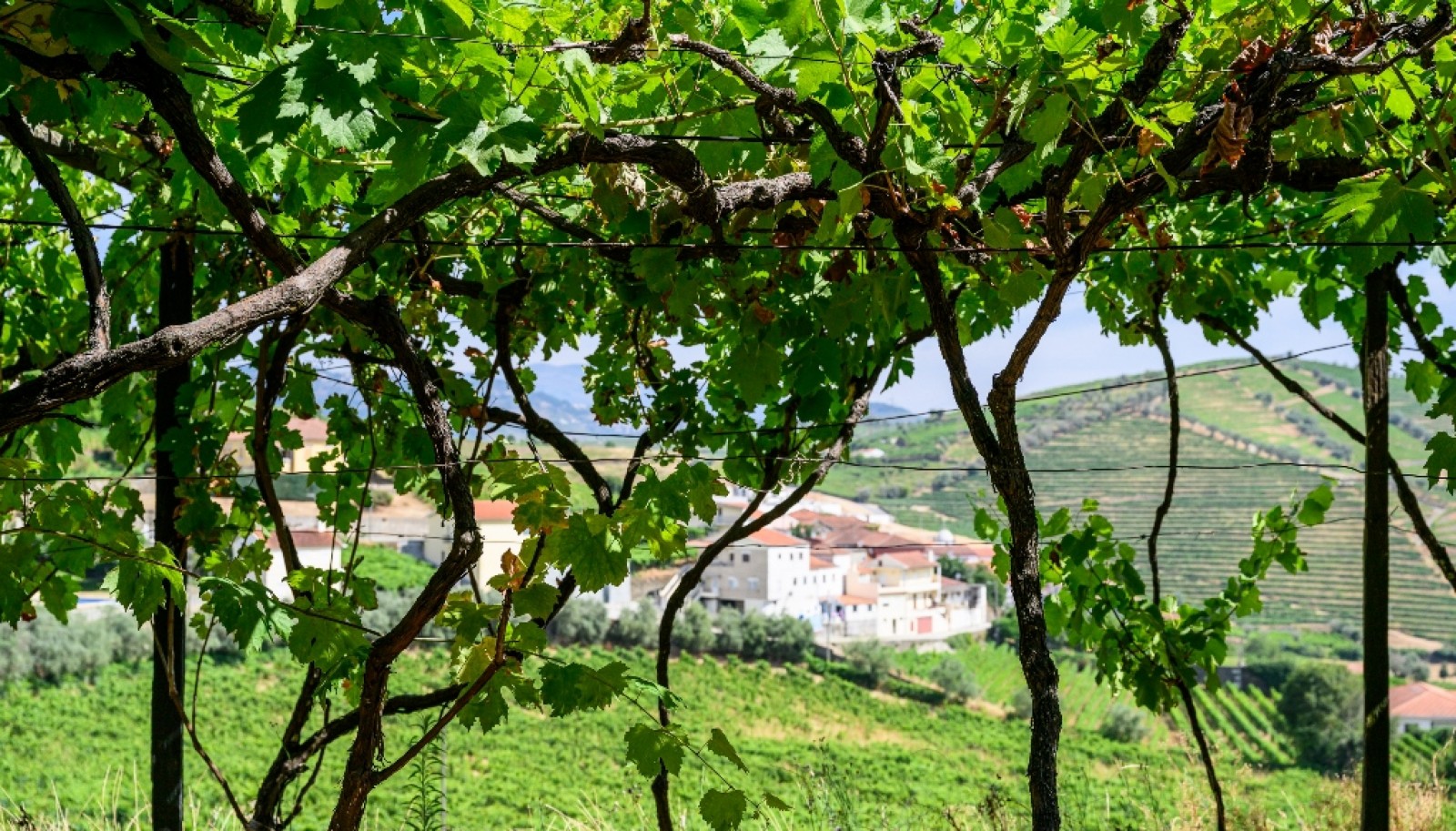 Quinta do Eidinho à venda no Douro Valley em S. M. Penaguião, Portugal_335582