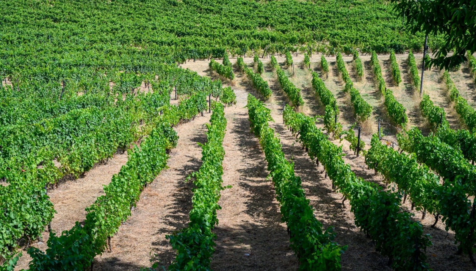 Quinta do Eidinho à venda no Douro Valley em S. M. Penaguião, Portugal_335583