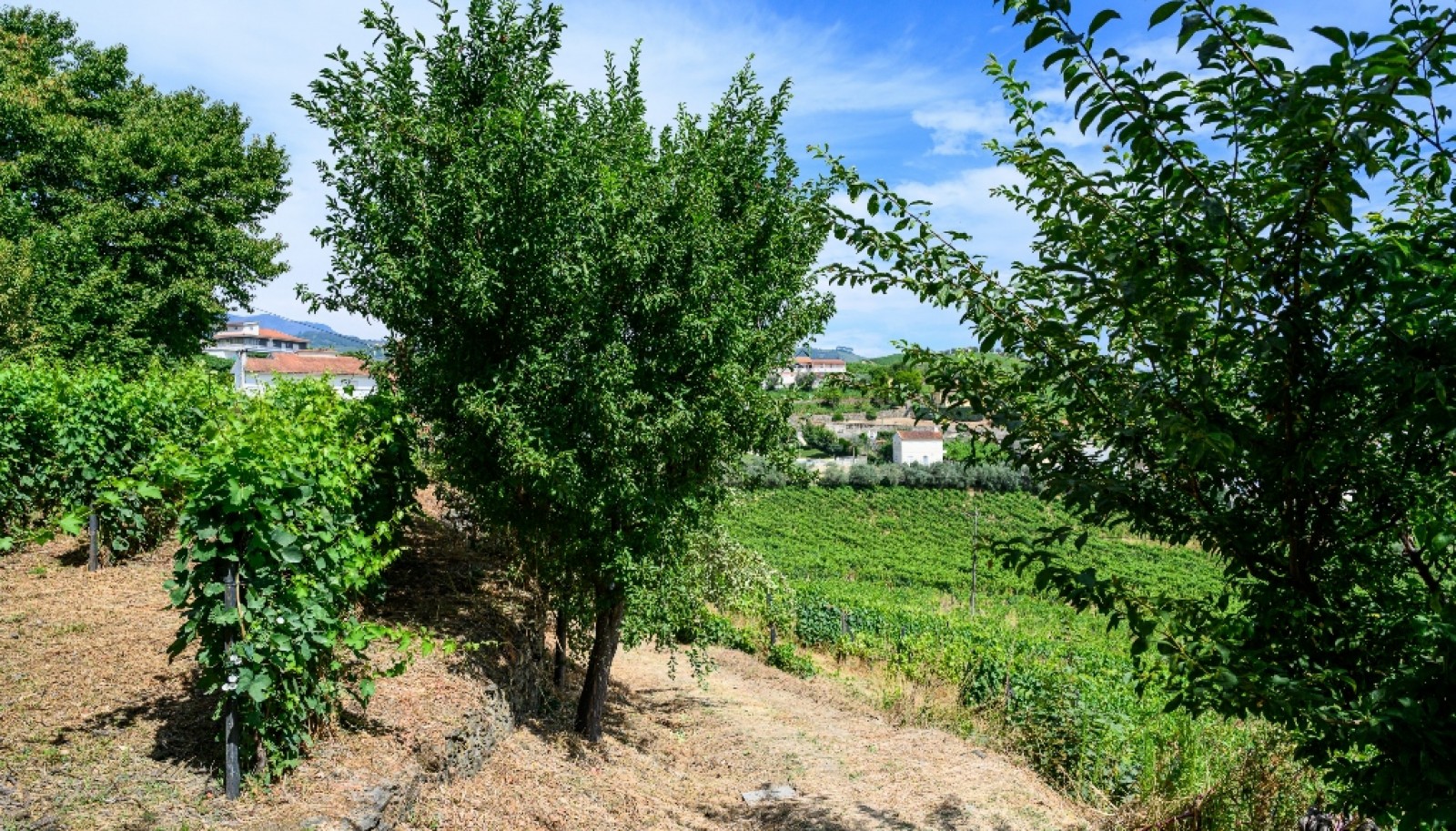 Quinta do Eidinho, a wine treasure in the heart of the Douro, Portugal_335584