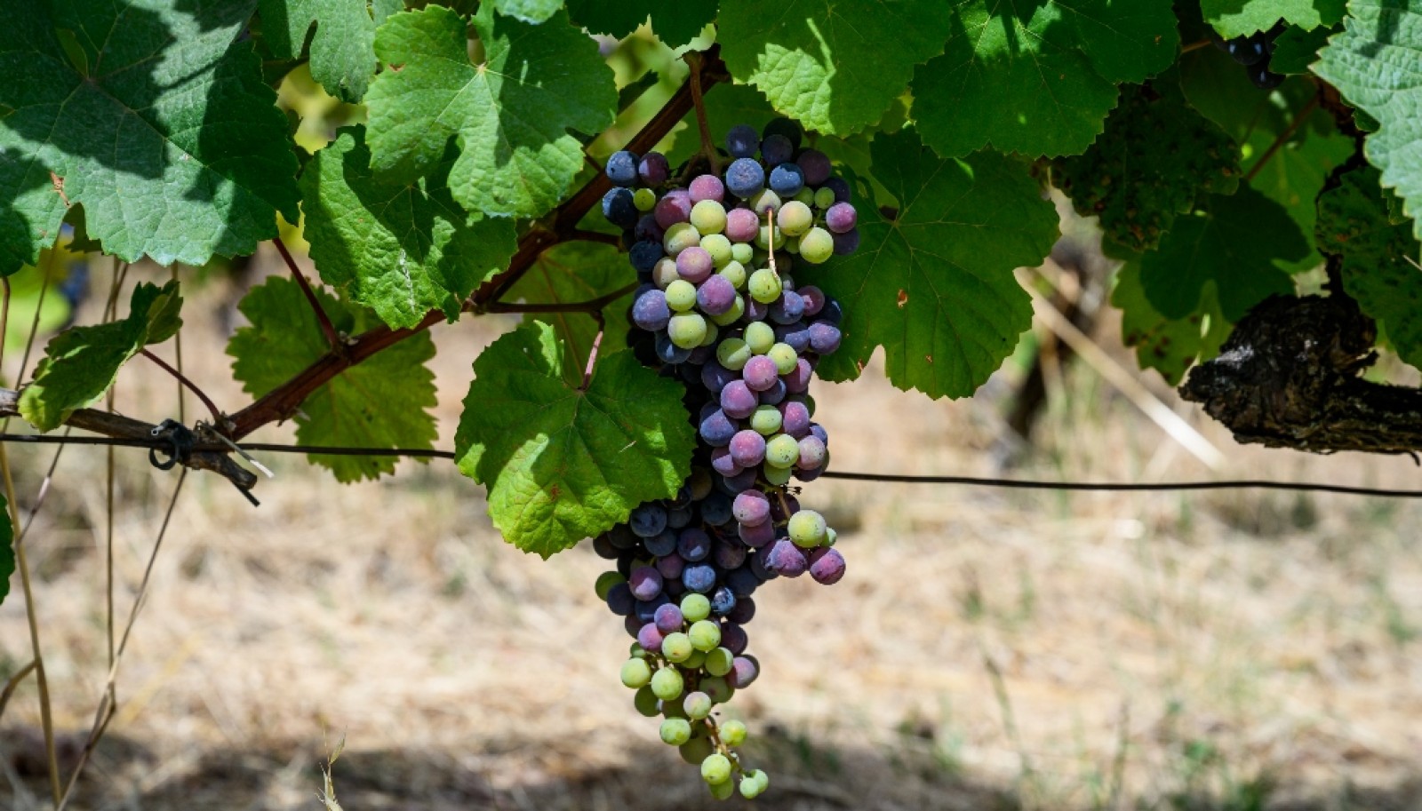 Quinta do Eidinho, a wine treasure in the heart of the Douro, Portugal_335592