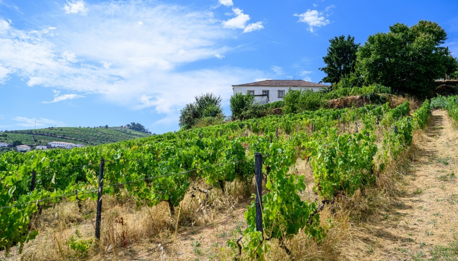 Quinta do Eidinho, a wine treasure in the heart of the Douro, Portugal_335593