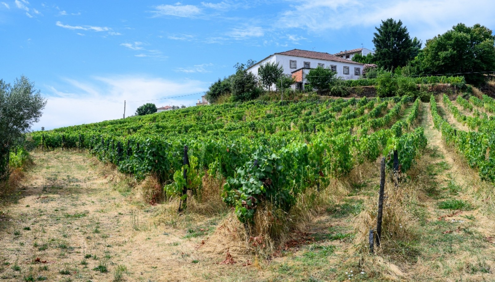 Quinta do Eidinho à venda no Douro Valley em S. M. Penaguião, Portugal_335596