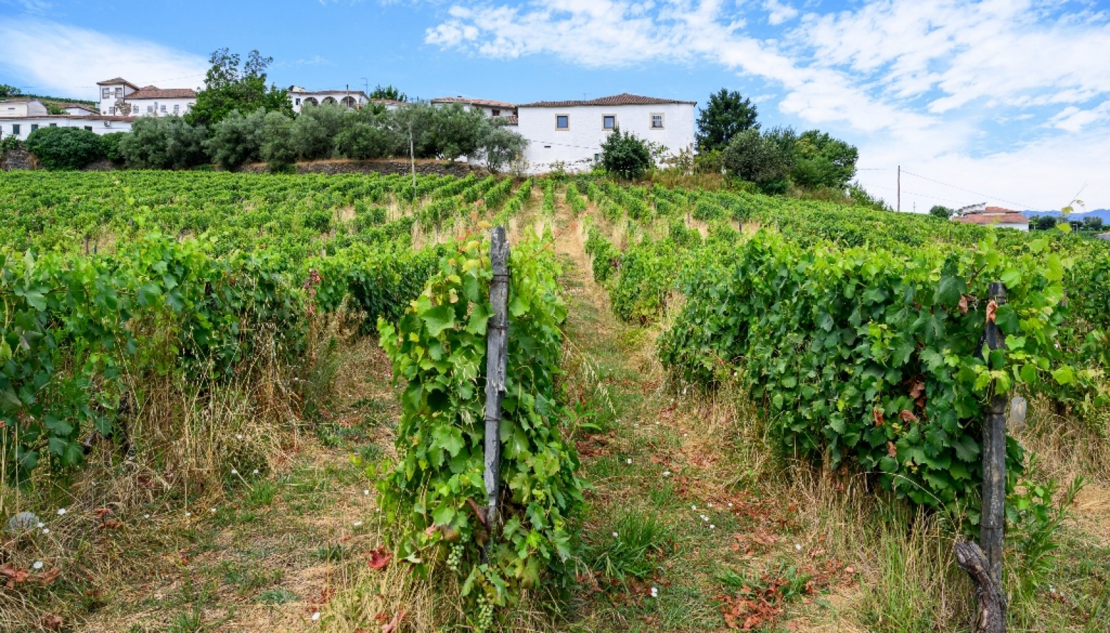 Quinta do Eidinho, a wine treasure in the heart of the Douro, Portugal_335598