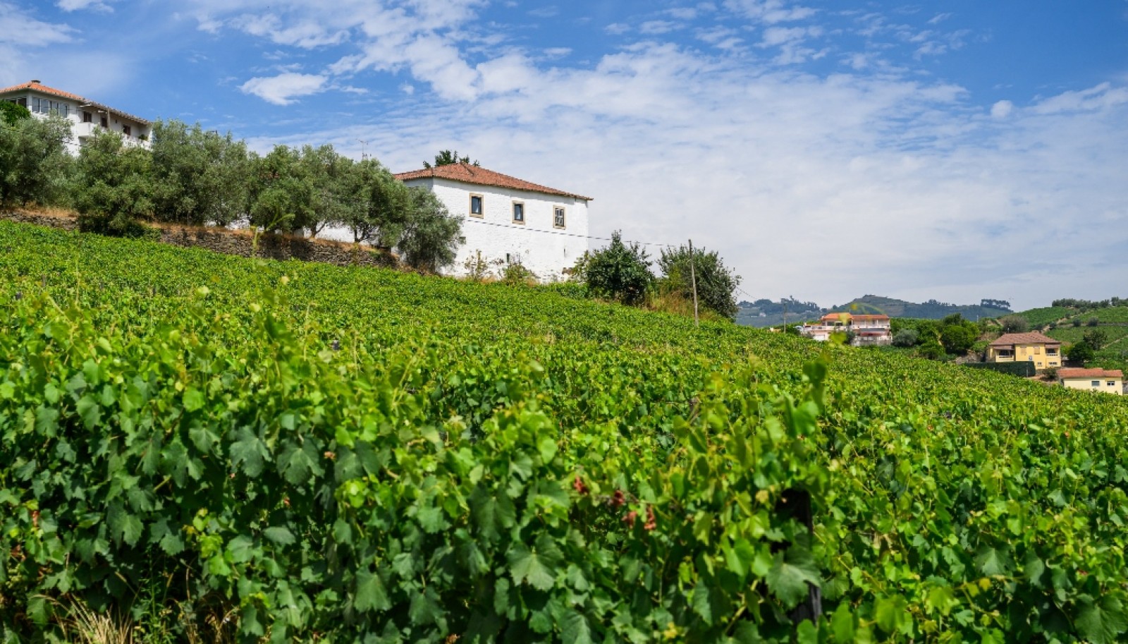 Quinta do Eidinho, a wine treasure in the heart of the Douro, Portugal_335599