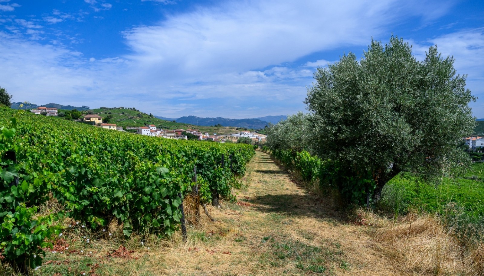 Quinta do Eidinho, a wine treasure in the heart of the Douro, Portugal_335602