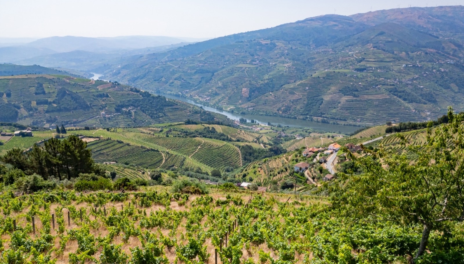 Wine estate for sale in Mesão Frio in the Douro Valley, Portugal_336466