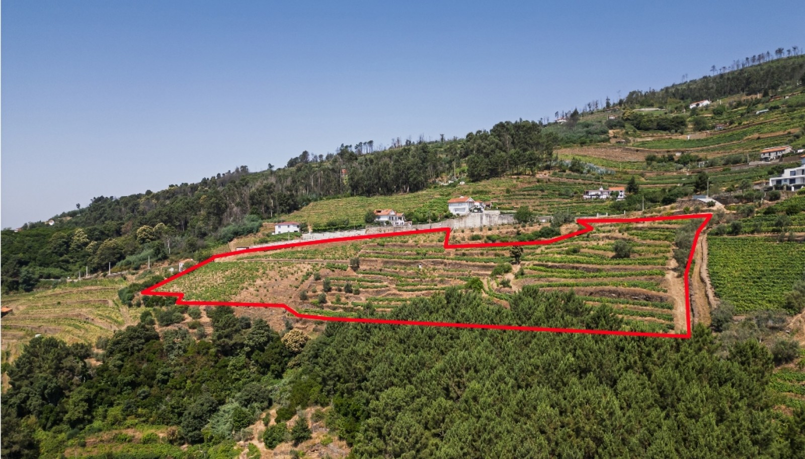 Wine estate for sale in Mesão Frio in the Douro Valley, Portugal_336467