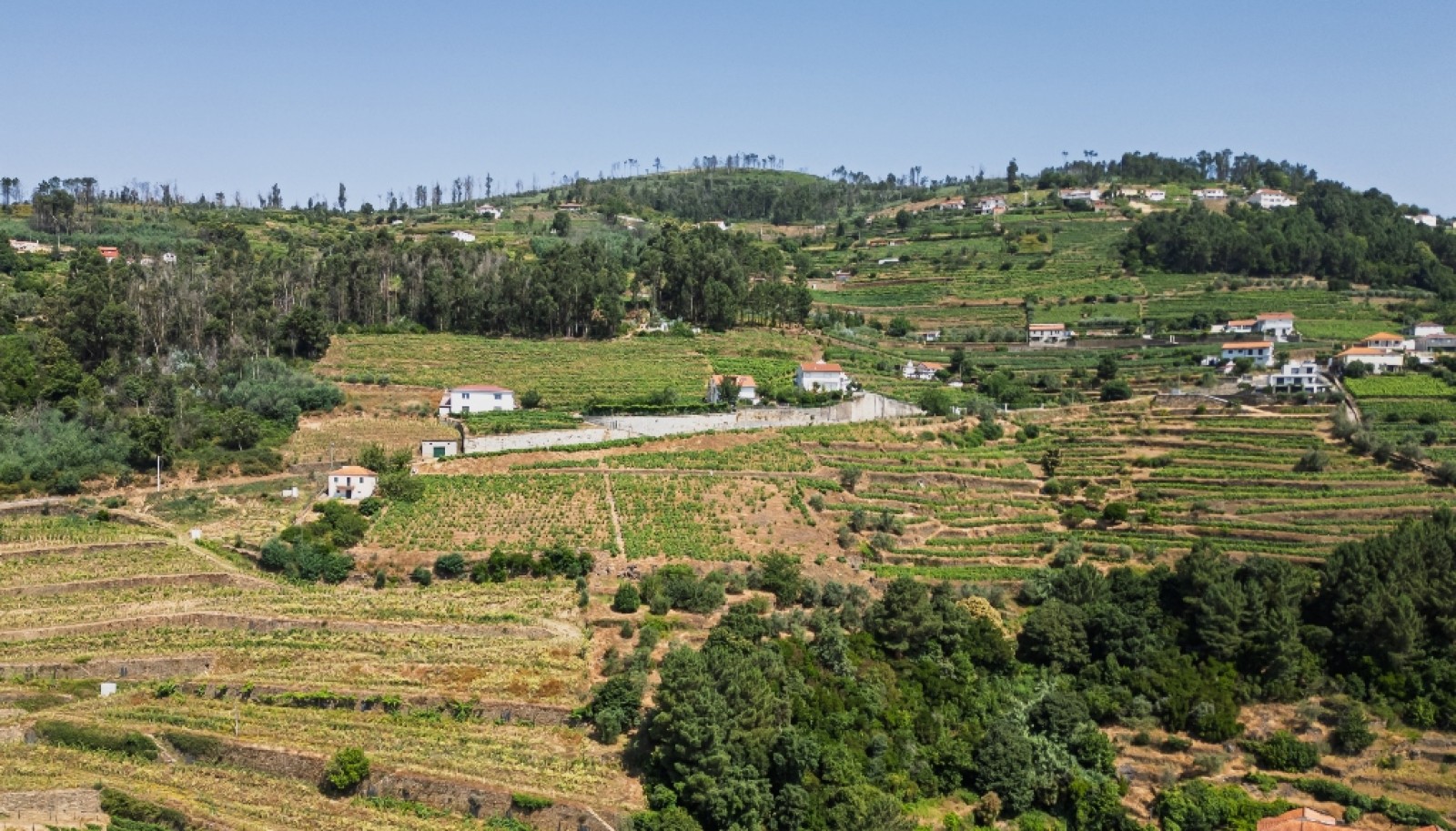 Wine estate for sale in Mesão Frio in the Douro Valley, Portugal_336468