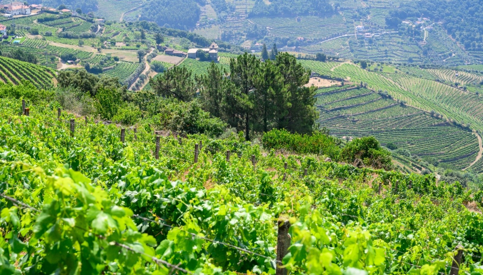 Wine estate for sale in Mesão Frio in the Douro Valley, Portugal_336478